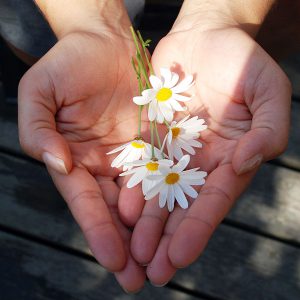 hands holding out daisies to give