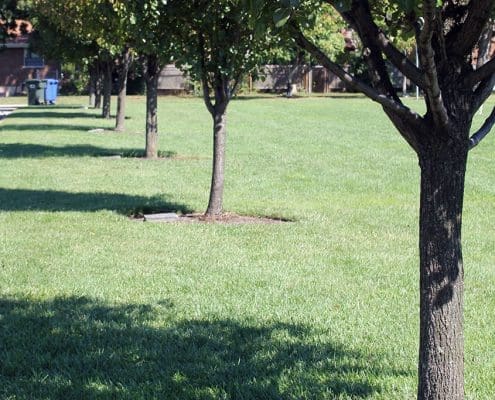 Trees_gallery2 Last gifts: Adopt-a-Tree with engraved markers at Beech Acres Park