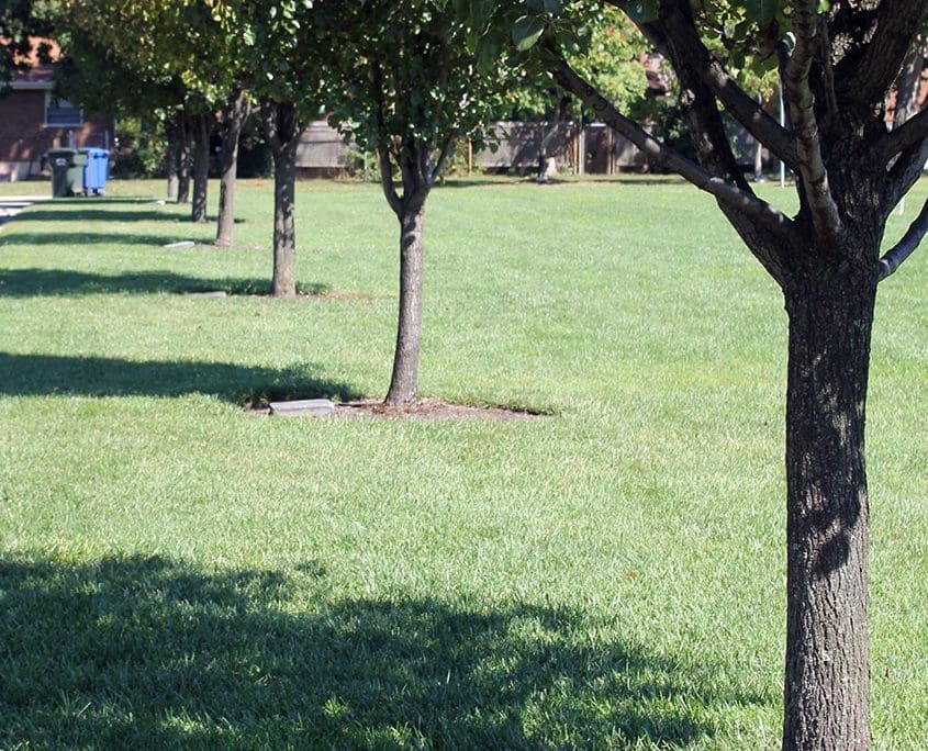 Trees_gallery2 Last gifts: Adopt-a-Tree with engraved markers at Beech Acres Park