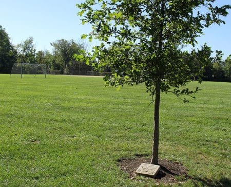 Trees_gallery7 Last gifts: Adopt-a-Tree with engraved markers at Veterans Park