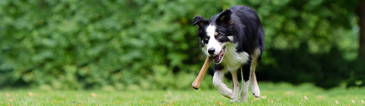 A black and white dog with a bone in its mouth at the Kellogg Park Dog Field.