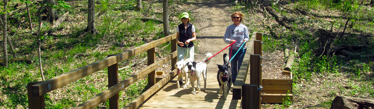 two women walking their dogs across a trail at Johnson HIlls Park