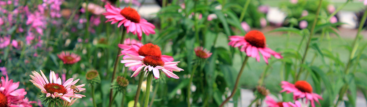 cone flowers at Juilfs Park
