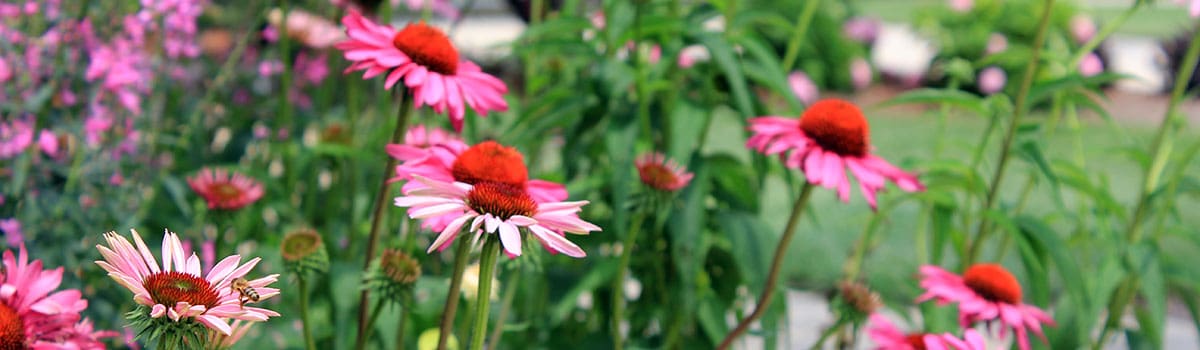 cone flowers at Juilfs Park