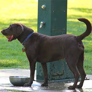 DogPark_post A chocolate lab holding a tennis ball in his mouth by the water fountain at kellogg park dog field.