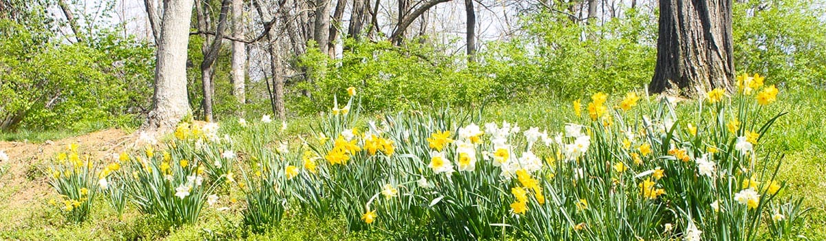 Johnson Hills Park hillside with daffodils