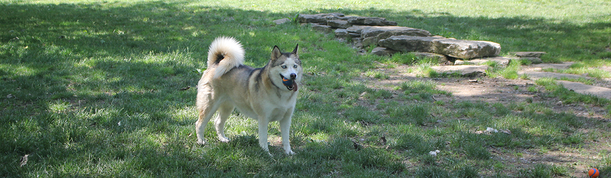 A husky carries a blue and orange ball through Kellogg Dog Park.