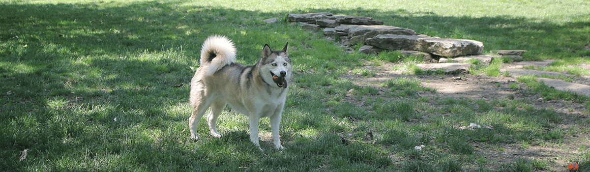 A husky carries a blue and orange ball through Kellogg Dog Park.